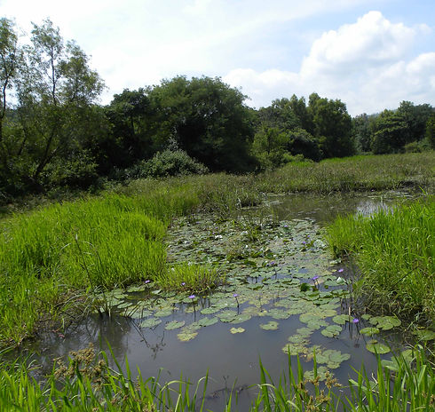 ecological landscape1.jpg