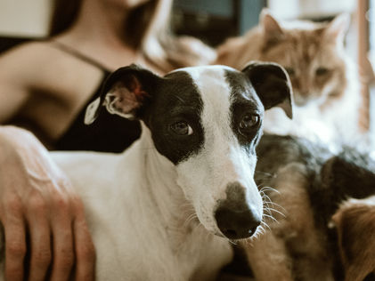 El 68% del mercado de mascotas no compra en grandes cadenas: ¿Dónde está tu marca?