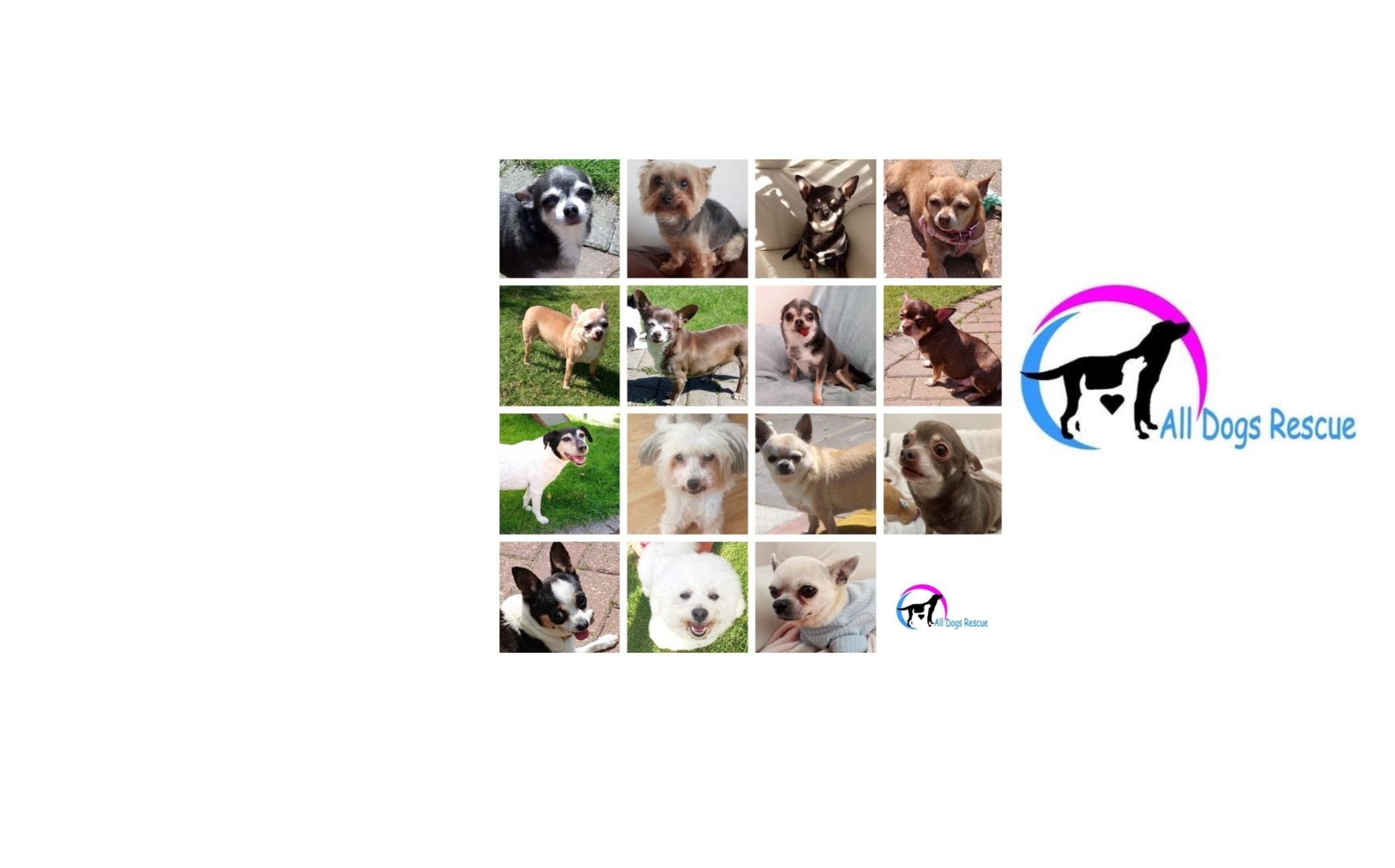 All Dog Rescue All Dogs Rescue Sanctuary | Dog Sanctuary