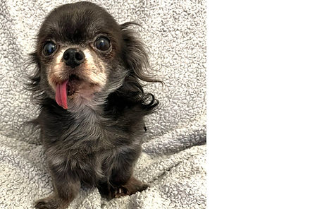 BeFunky-collage - 2025-02-10T184122.608.jpg