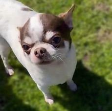 new year dog 5_edited.jpg