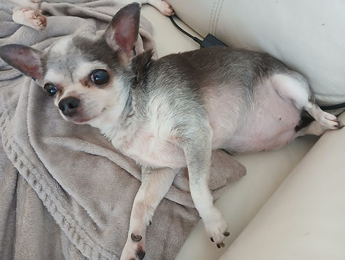 Tiffany 2025-07-29 at 17.19.47 (1).jpeg