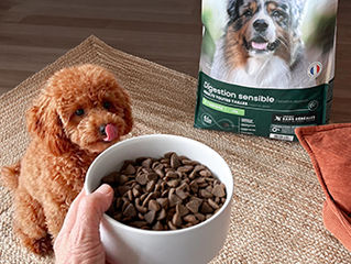Bien choisir l’alimentation de son chien ou de son chat