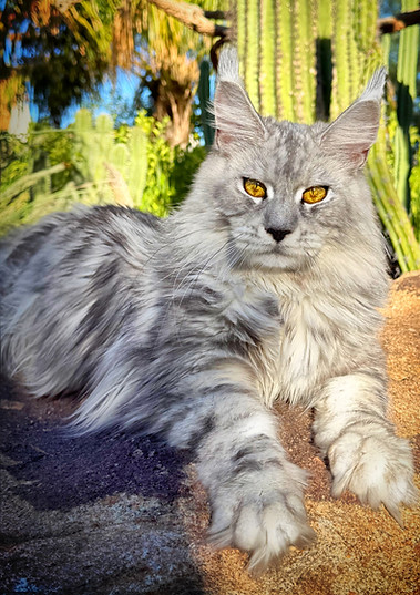 Silver Smoke Maine Coon