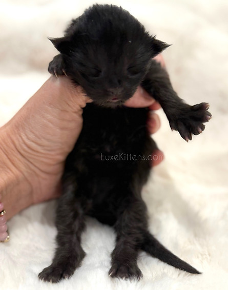 Black Smoke Maine Coon