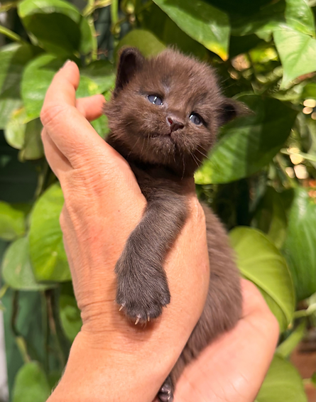 Maine coon black smoke, Arizona maine coon breeder, black maine coon kitten for sale, Ariz