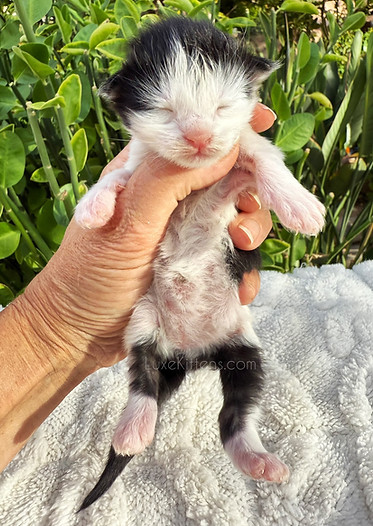 Black White Maine Coon Kitten