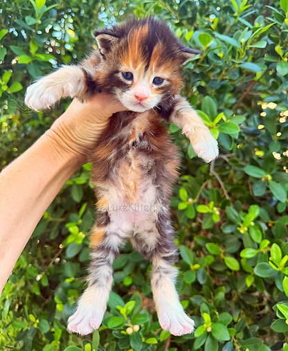 Calico Maine Coon Kitten