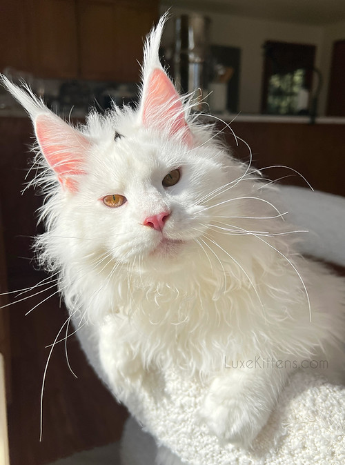 White Maine Coon Kitten