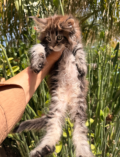 Maine coon kitten for sale