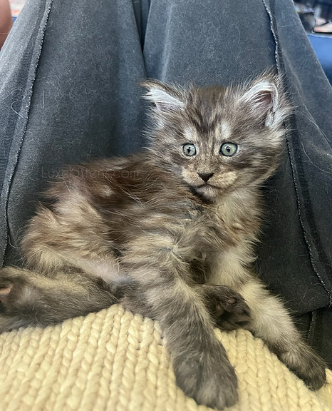 Black Smoke Maine Coon Kitten