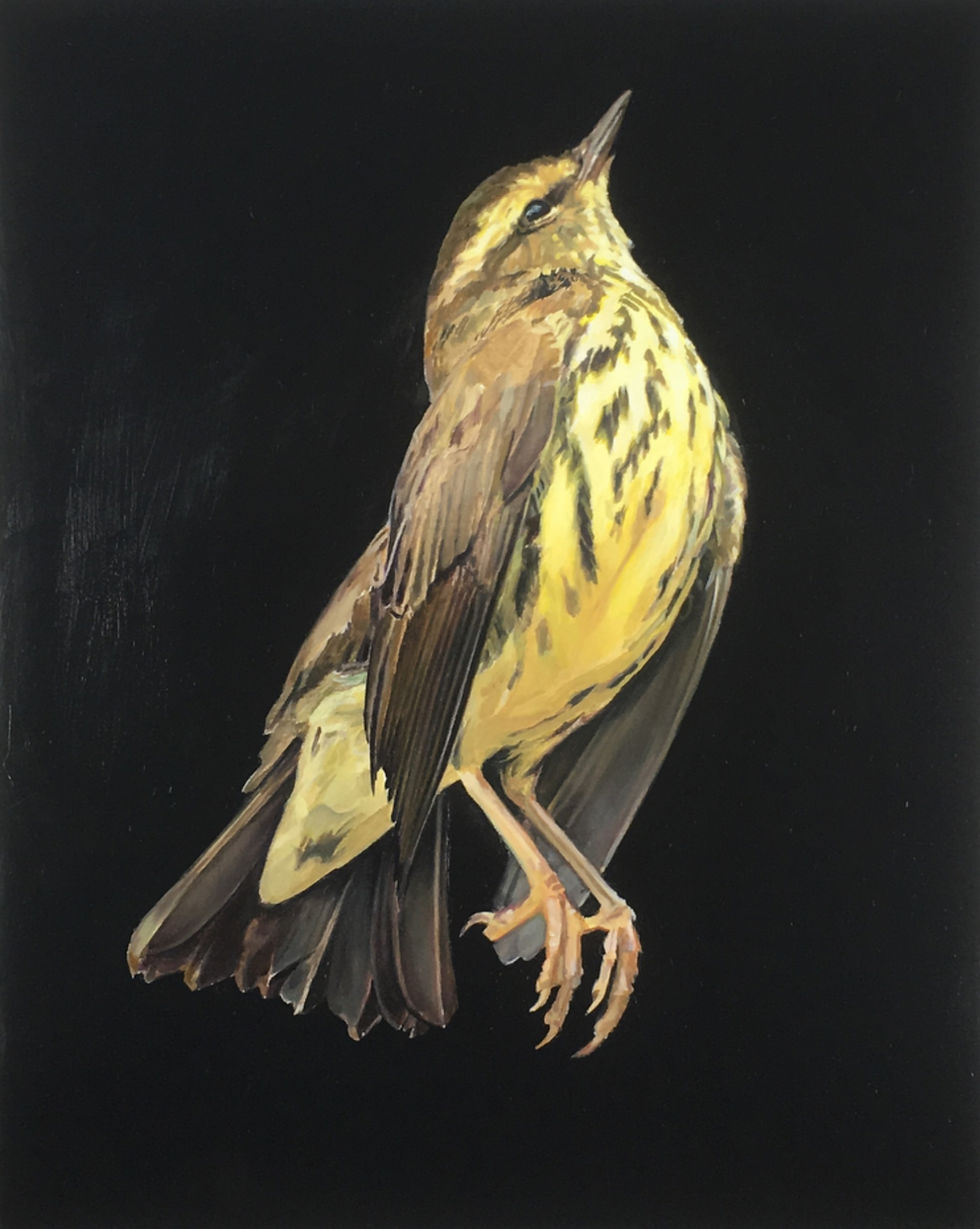 bird