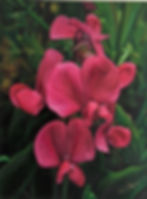 Wild Sweet Pea