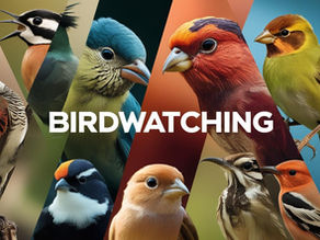 Birdwatching in Potchefstroom: A Down-to-Earth Guide for Locals