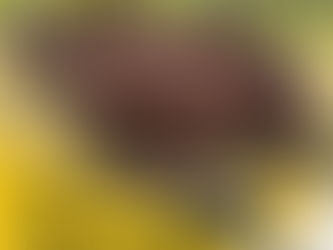 Hoffies Kroon Hulself as Konings van die Super 8