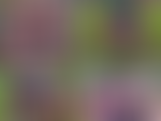 Baillies se O/9-Netbalstêrre Sprankel by Roodekrans-Toernooi