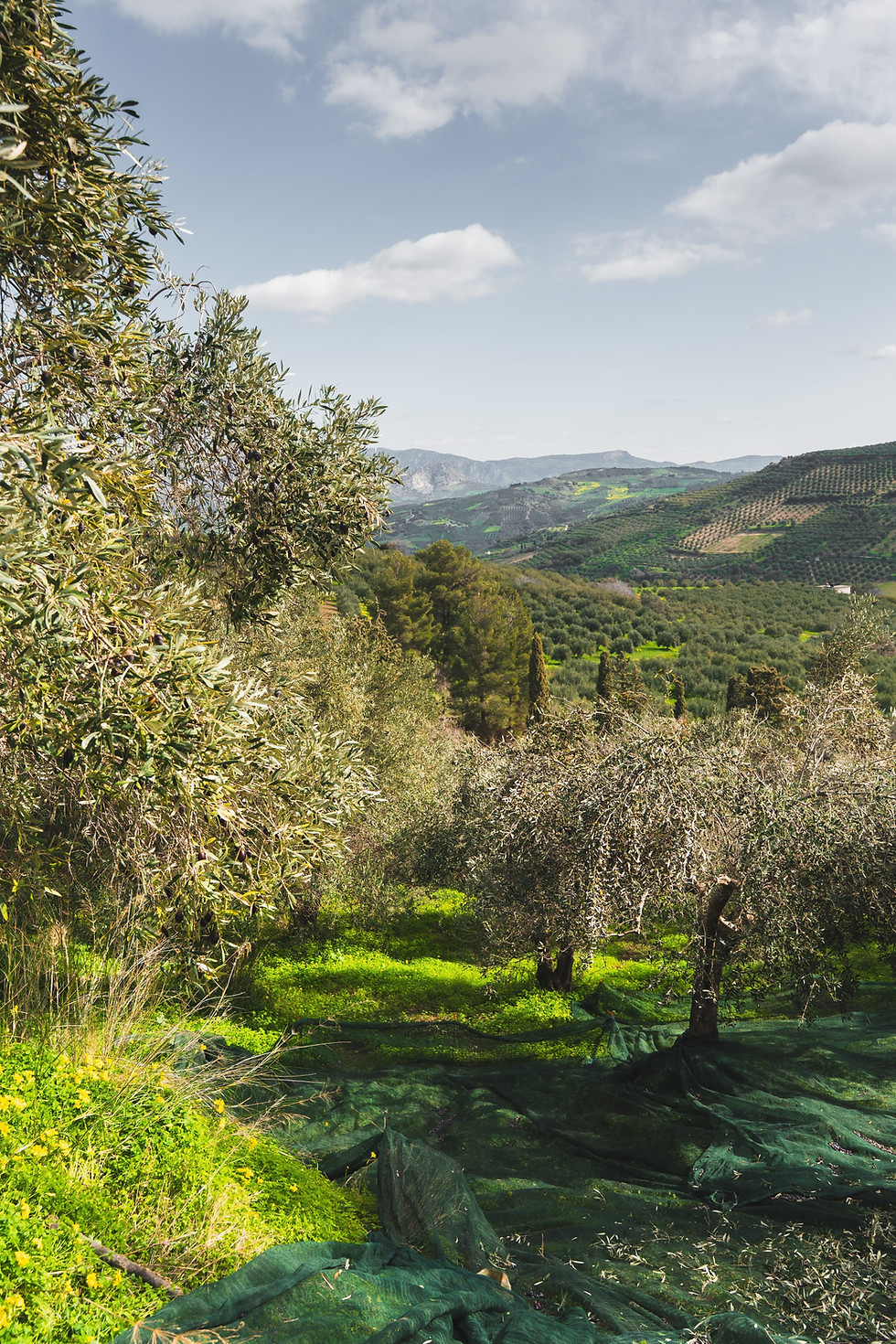 Thumbnail: Savou Extra Virgin Olive Oil – Platinum Award-Winning Cretan EVOO | Koroneiki