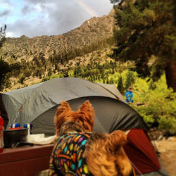 Double rainbow!!!!!! Just kidding.jpg  It's just bebe wearing her chaps and a rainbow