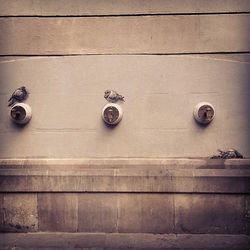 Instagram - Dead pigeon.jpg