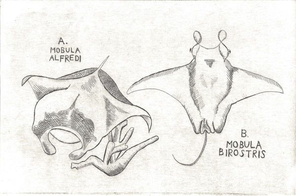 mantarayprint.jpeg