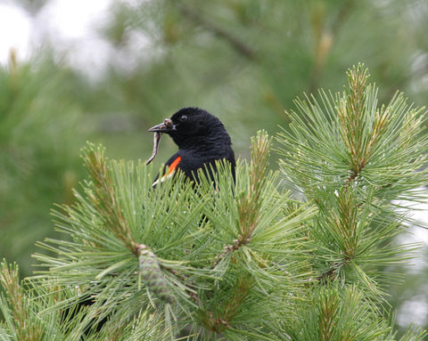 seney-limited-use-USFWS-seney-charles-klinger-06-05-10-red-winged-blackbird-1-2.jpg