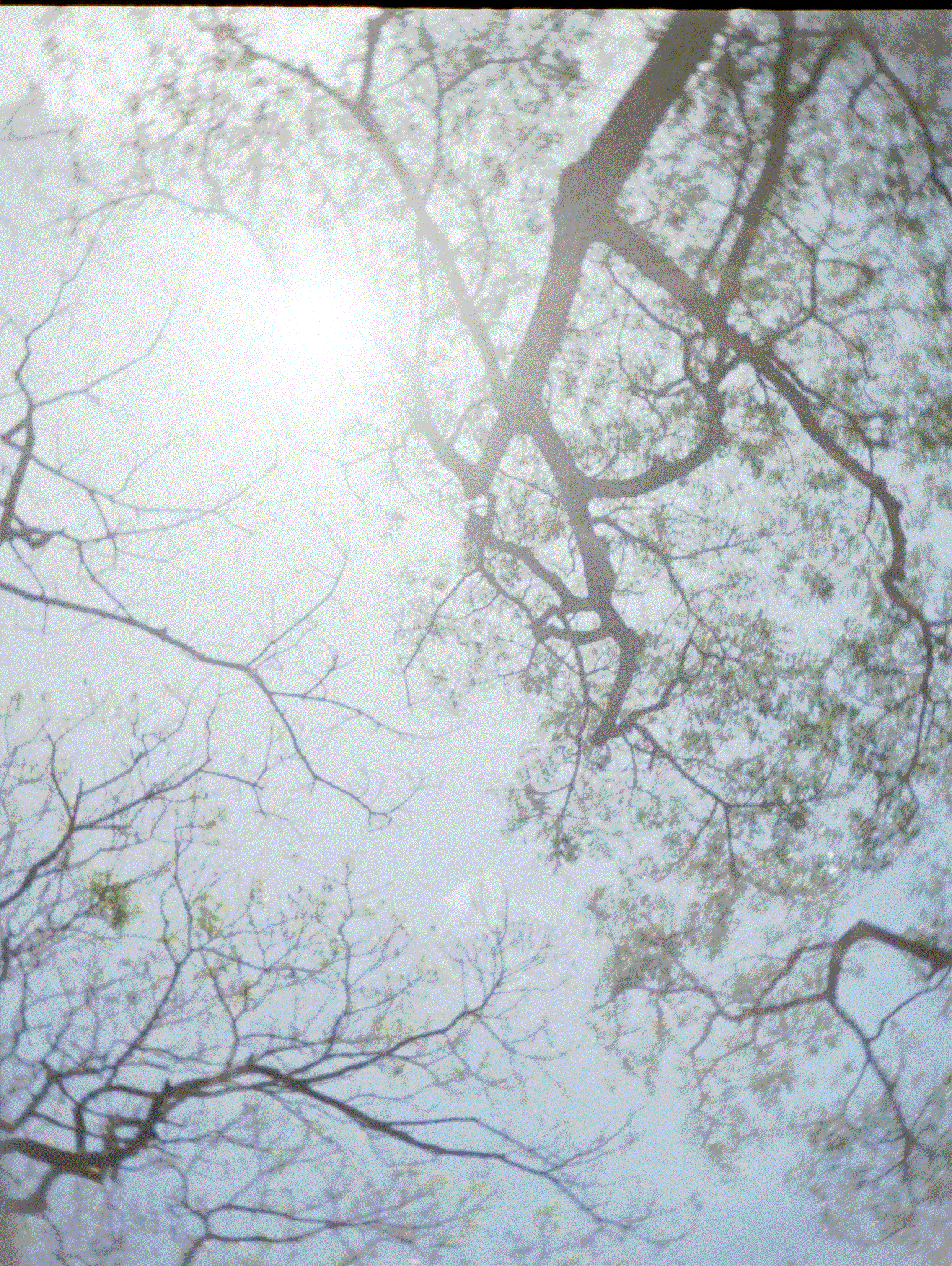 Trees