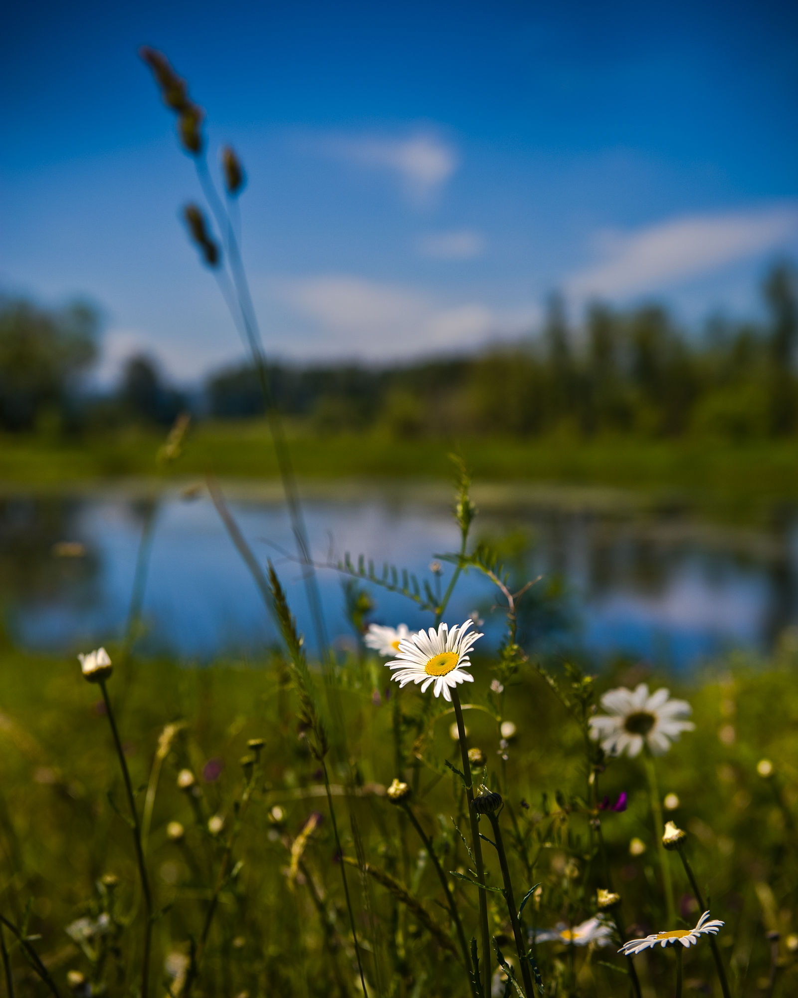 Picturesque Pond