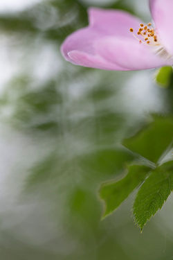 Rose sauvage