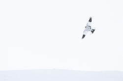 SC255679