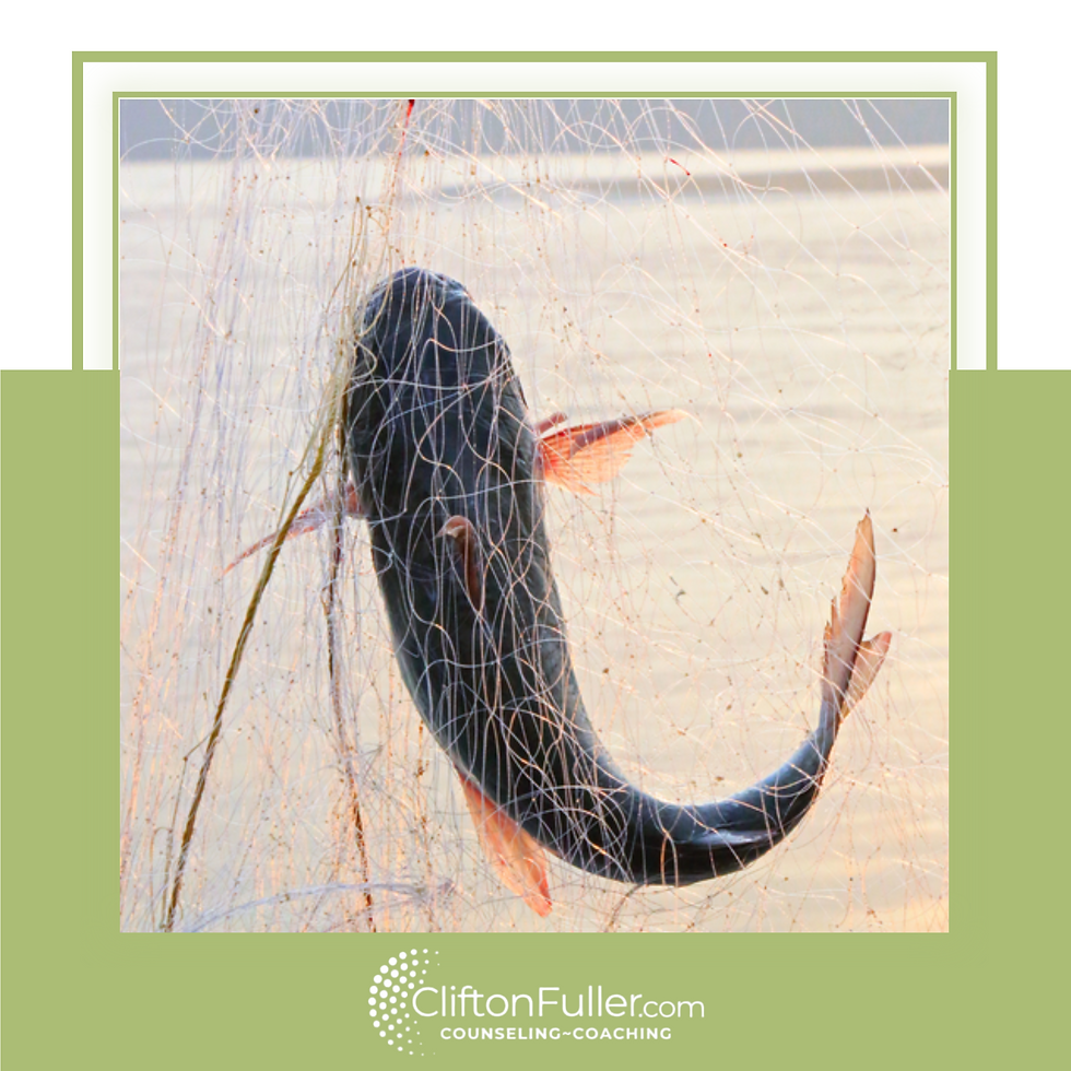 catfish in net