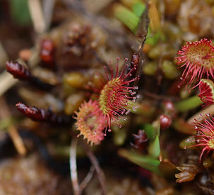 Sundew3.jpeg