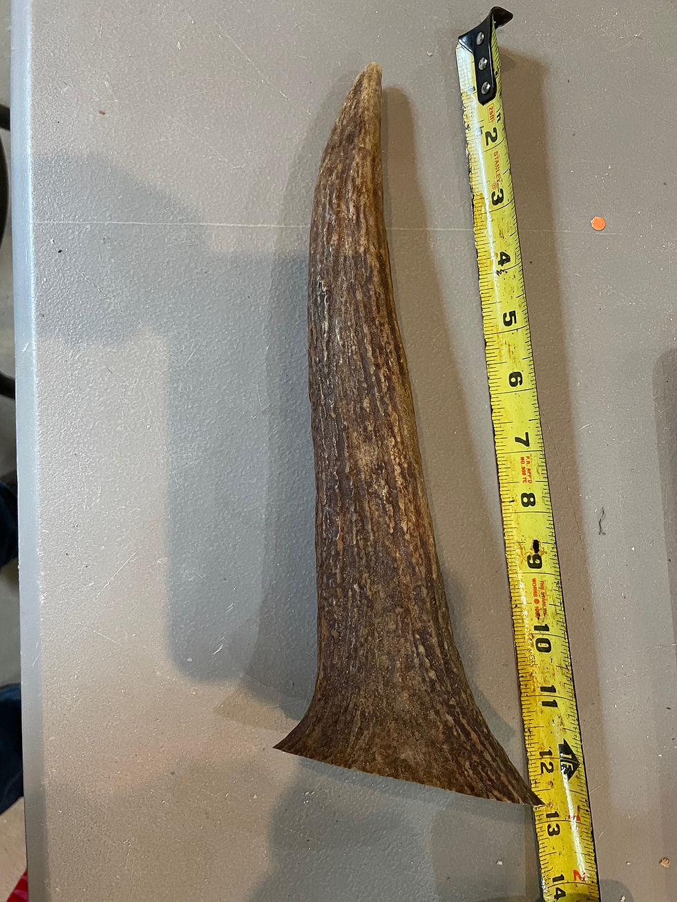 Shop Gracies Moose Antler Dog Chews Maine