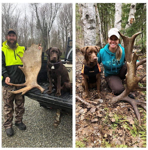 About Gracies Moose Antler Dog Chews Our Story