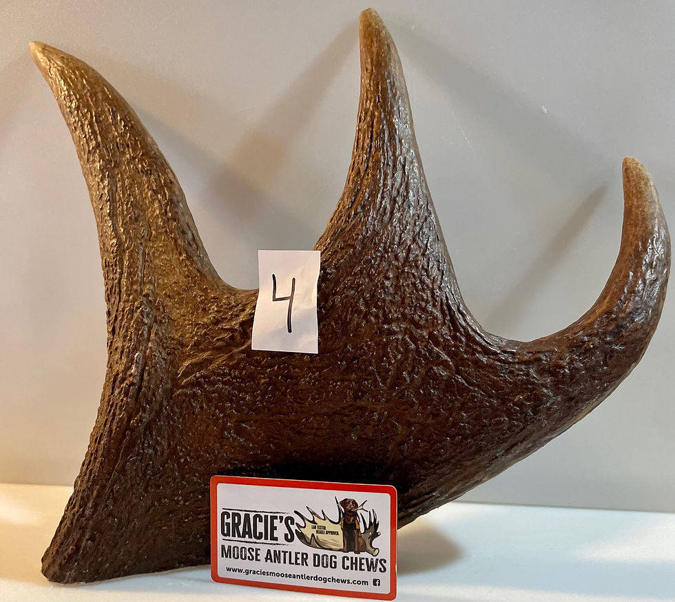 Shop Gracies Moose Antler Dog Chews Best moose antler dog chews