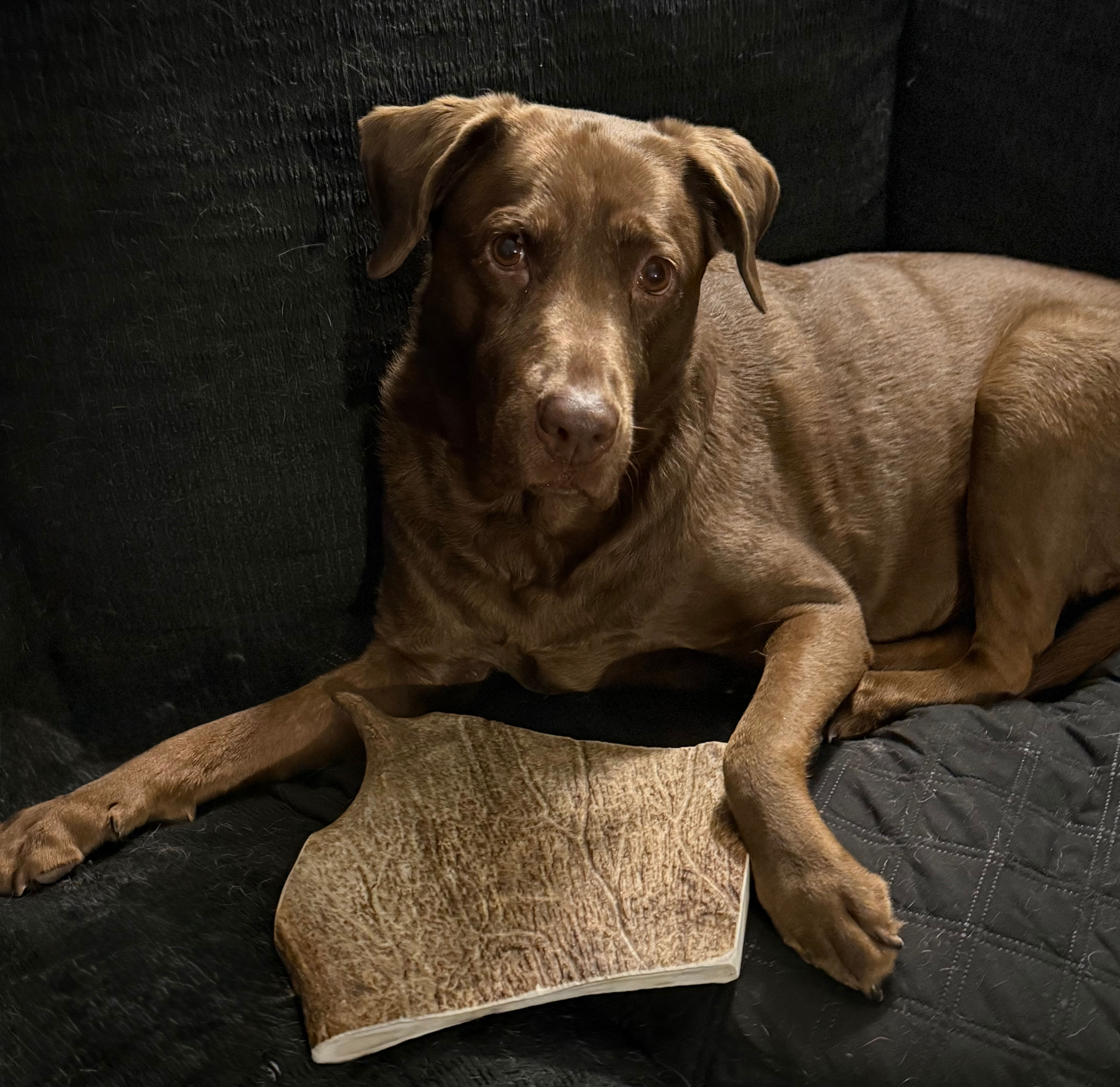 Giant 11x11 Paddle (Gracie not included)