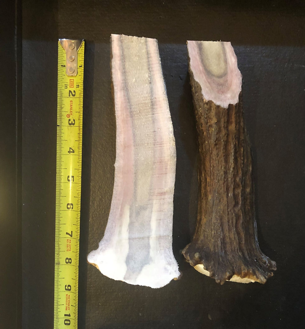 Shop Gracies Moose Antler Dog Chews Best moose antler dog chews