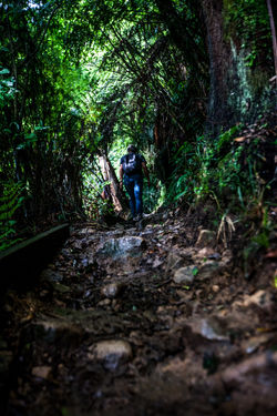 Wairere Hike-4