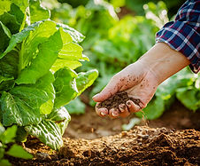 Organic-Farming-Sustainable-Nutrient-Management-for-higher-yields.jpg