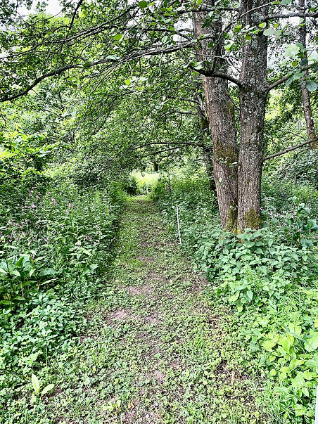 Woodland Path.jpeg