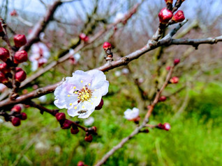 Almonds are Blossoming