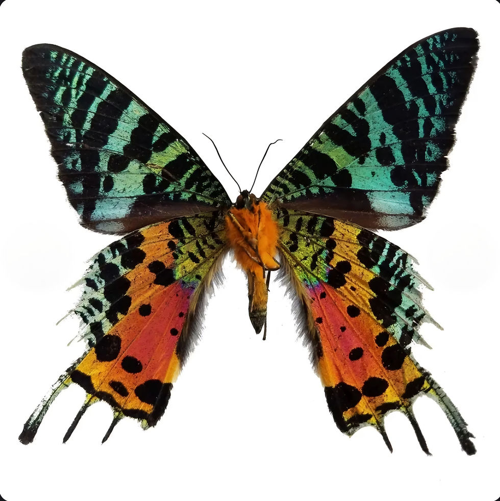 Thumbnail: Madagascar Sunset Moth Earrings