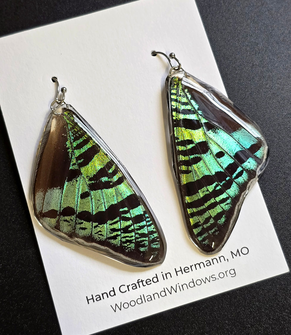 Thumbnail: Madagascar Sunset Moth Earrings