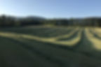 Geschwadetes Gras