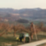 Baumschneiden