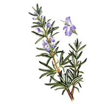 Rosemary.gif