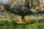 Blühender Apfelbaum