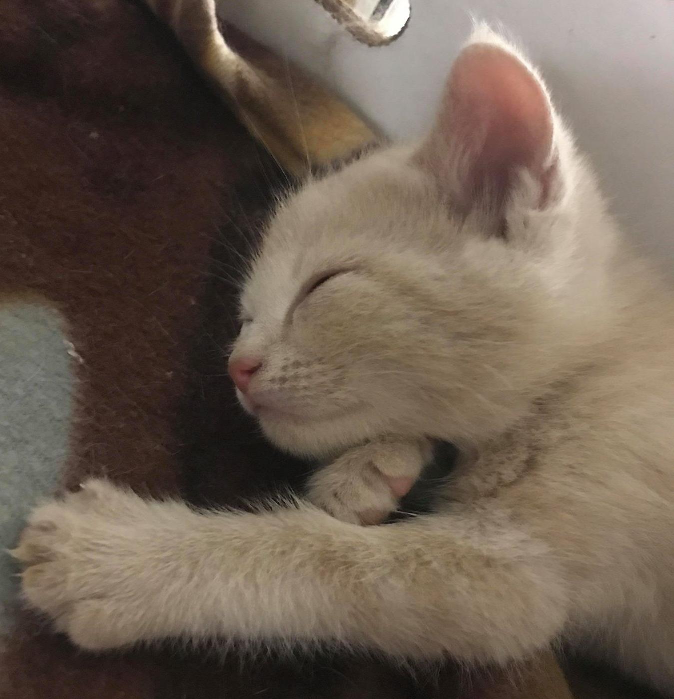 cat5