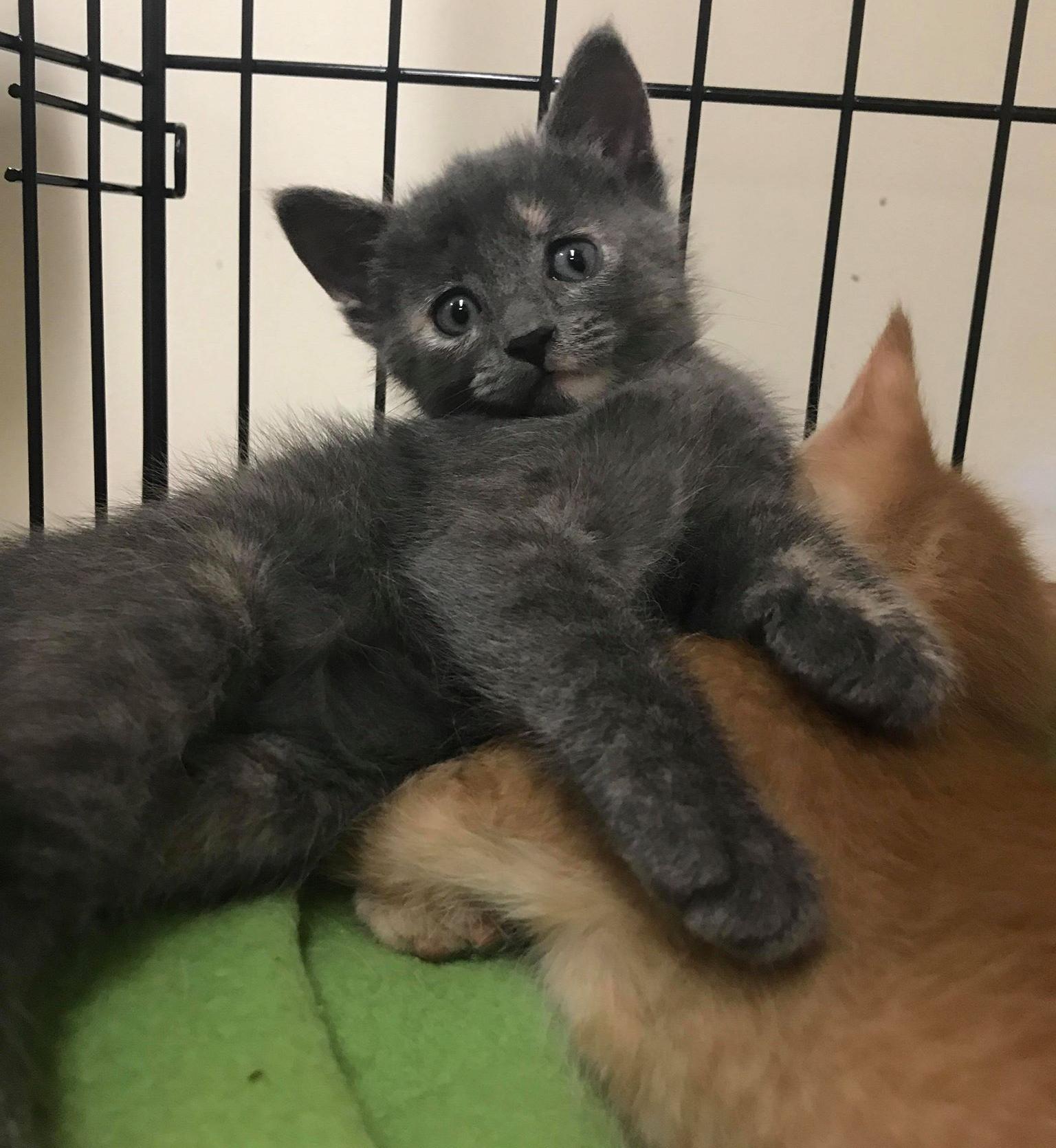 cat9