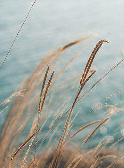 grass on shore with water in background