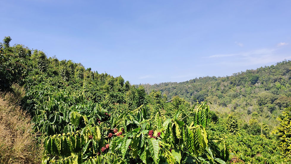 Coffee Forest